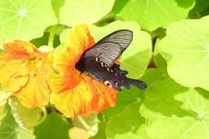함평나비대축제