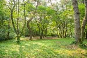 [한라산 둘레길 9구간] 숫모르편백숲길