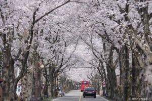 마이산 벚꽃길