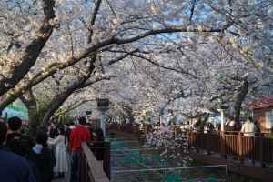 Jinhae Gunhangje Festival (진해군항제)