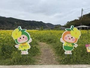 삼척 맹방 유채밭