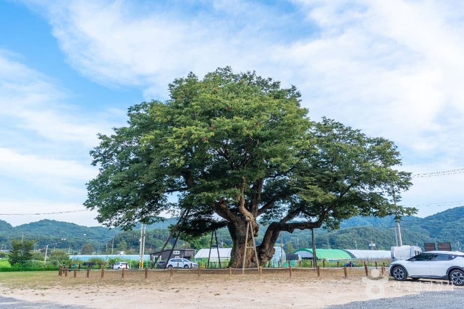 대전 괴곡동 느티나무