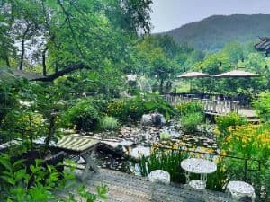 민들레울