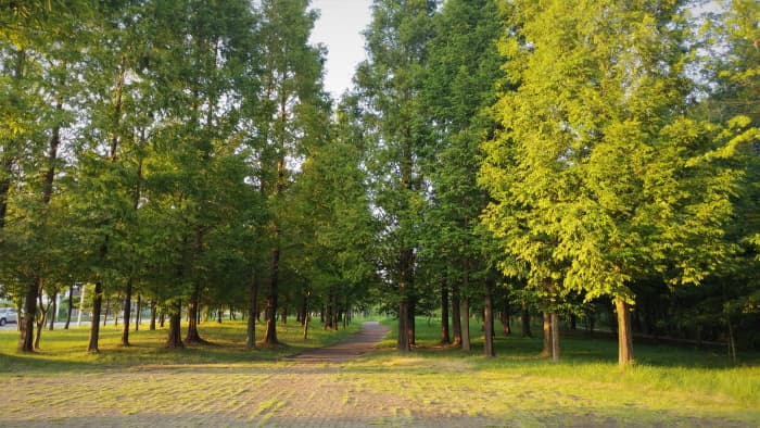 Citizen's Forest Campground (시민의 숲 야영장)
